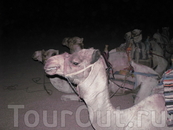 Ночью в пустыне бедуинов можно покататься на верблюах, а можно накуриться