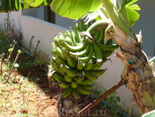 банановые деревца