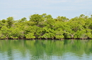 мангровые заросли в Карибском море