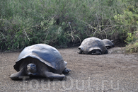 Гигантские черепахи расположились в зарослях кустарника на территории научной станции Ч. Дарвина