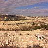 Красивейший вид с Масличной горы на старый город Иерусалим