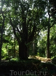 Пуэрто де ля Крус. Ботанический сад, открытый в 1788-1790 гг. по инициативе Дона Алонсо де Нава Гримон.
Здесь представлен обширный спектр растительного ...