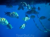 Русские  называют этих рыбок- Желтые полосатики)))