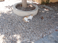 родосский кот родосский кот