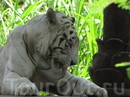 А это белый тигр. Симпатичная киска.