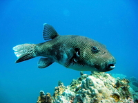 giant puffer fish