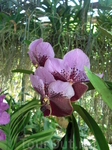 Ферма орхидей