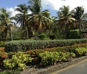 The Woods at Palmas del Mar