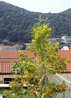 Фото Apartments Margaretic