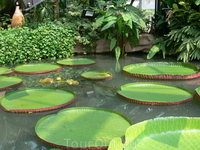 Южно-Китайский ботанический сад 