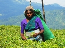 Так выглядят сборщицы чая. Традиционно этим занимаются тамильские женщины.