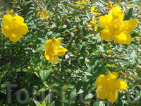 желтые цветы - символ благополучия и богатства