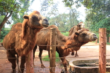 Сафари Сафари