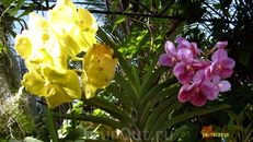 в парке орхидей
