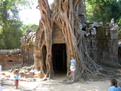 Джунгли разрушили очень большую часть построек Ангкора.