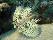 flying gurnard