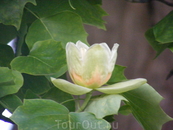 Цветки тюльпанового дерева