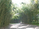 Бамбук в Ботаническом саду. 