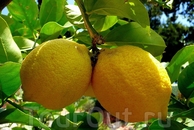 "Сицилия - сладкий мед, горькие лимоны"...