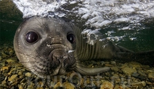 Автор: Пол Никлен (Paul Nicklen)