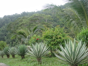 растительность острова