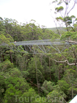 Tree Top Walk в Долине Гигантов