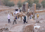 Некоторые туристы спустились с горы Моисея длинным путем на верблюдах.