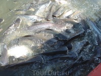 Кормление храмовых рыб, река Чао Прайя