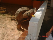Черепаха по имени Патрик живет на территории отеля Корал Стронг