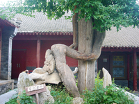 дерево гинкго, которое, по преданию, посадил сам Ба Туо