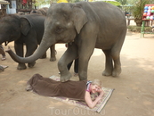 Слоновый массаж в слоновой деревне