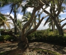 Фото The Woods at Palmas del Mar