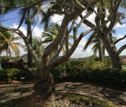 The Woods at Palmas del Mar