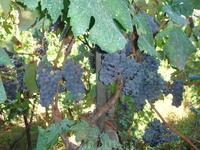 Искитанский виноград