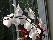 сад юньтай
Выставка орхидей
