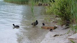 Утиная семья на озере