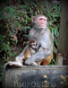 В Китае в парках много обезьян. Об этом предупреждают туристов информационные щиты.