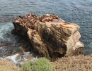 На пляже в Ла-Хойя есть несколько скал, где греются на солнышке и мирно посапывают морские котики.