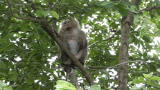 Во время обзорной экскурсии дикие, но научившиеся "попрошайничать" обезьяны Пхукета.