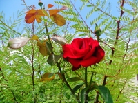 цветение роз