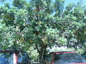 Фасолевое дерево,Топлу