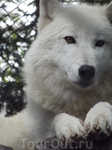 Белый волк (вук - по-сербски)