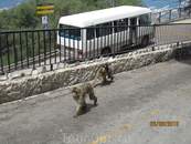 На экскурсии в Гибралтаре. Вот такие обезьяны - местная достопримечательность горы!