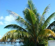 Manihi Pearl Beach Resort
