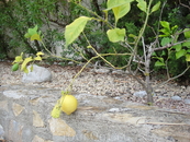 лимон около дома рос...