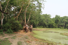 Читван. Прогулка по джунглям на слонах