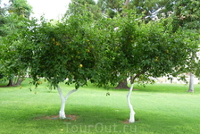 лимонные деревца