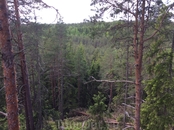 Вид на лес со смотровой вышки.