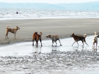 борьба за территорию борьба за территорию