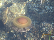 Медузы Хорватии